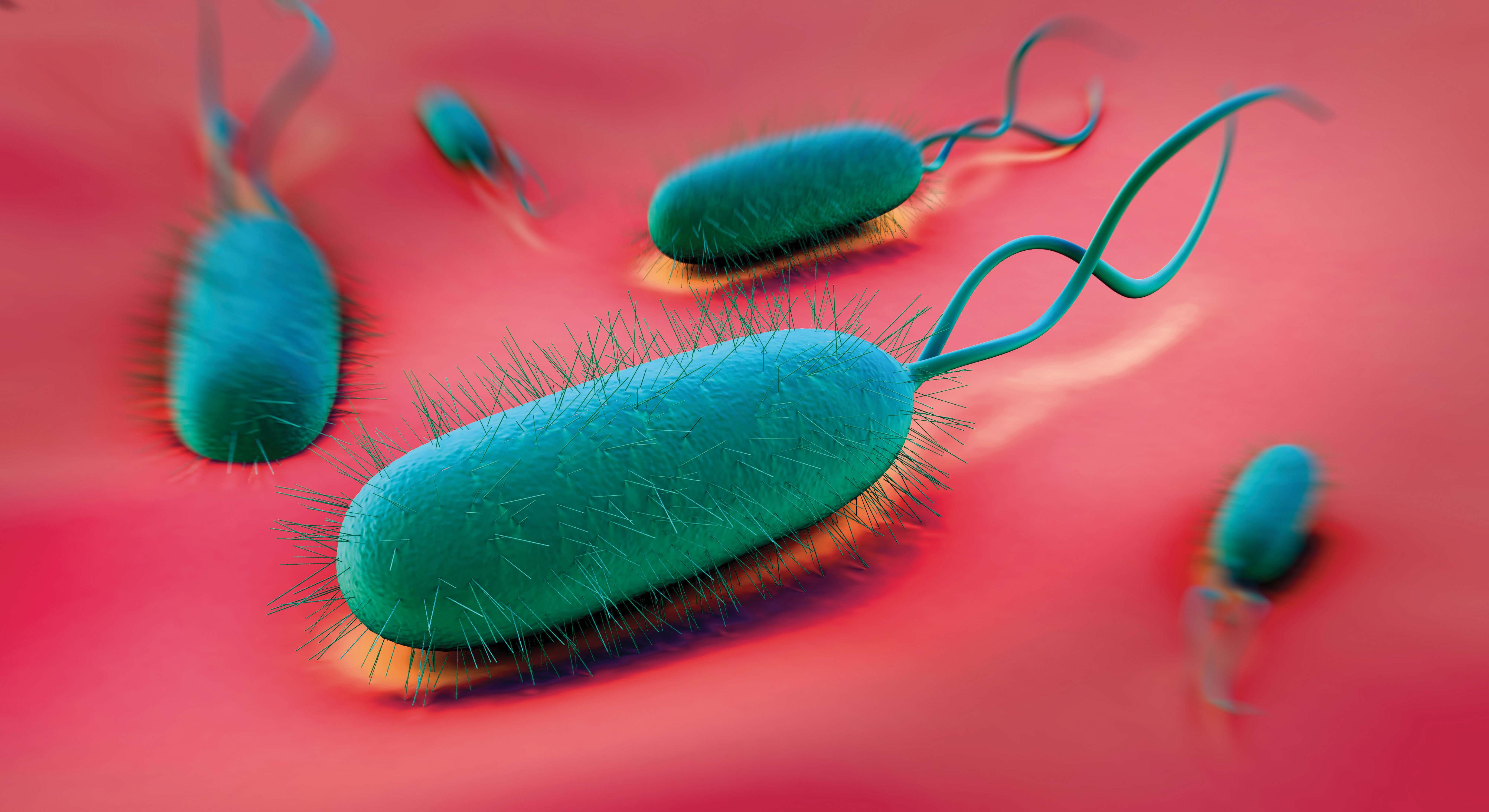 Microscopic View Of Helicobacter Pylori Bacterium Vanderbilt Ingram Cancer Center